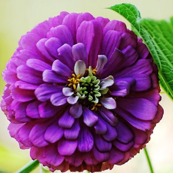 Omaxe Zinnia Elegans Purple Seeds